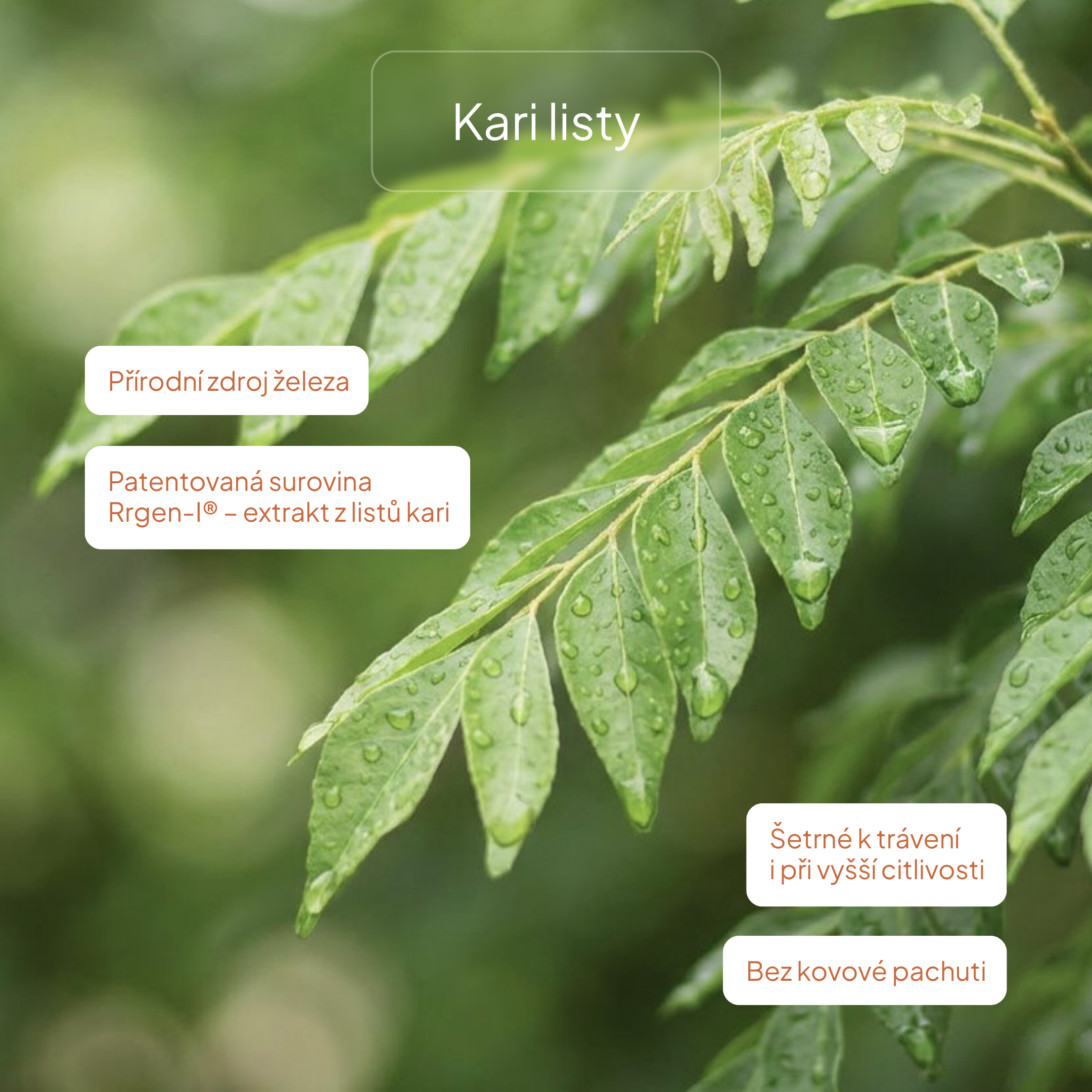 Kari_listy
